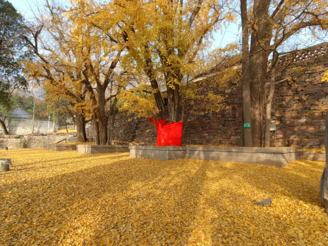 国有辉县林场白云寺银杏古树群